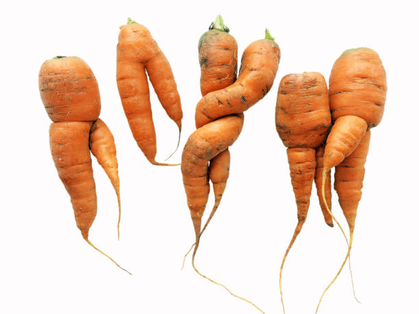 Fresh, misshapen carrots highlighting food waste in Canada.