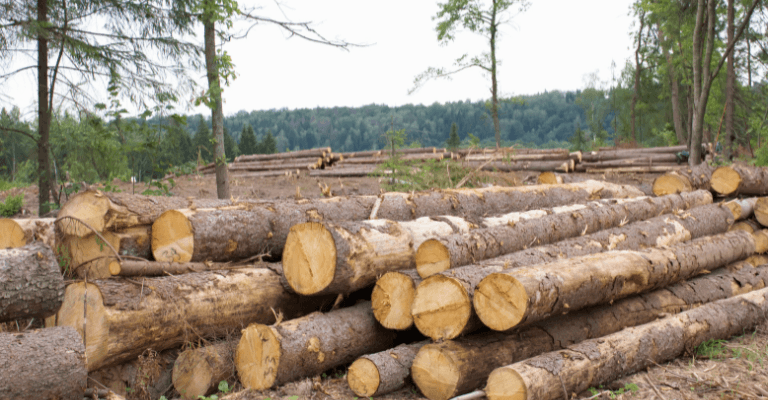 Logging operation in progress, with trees being cut down for timber production.