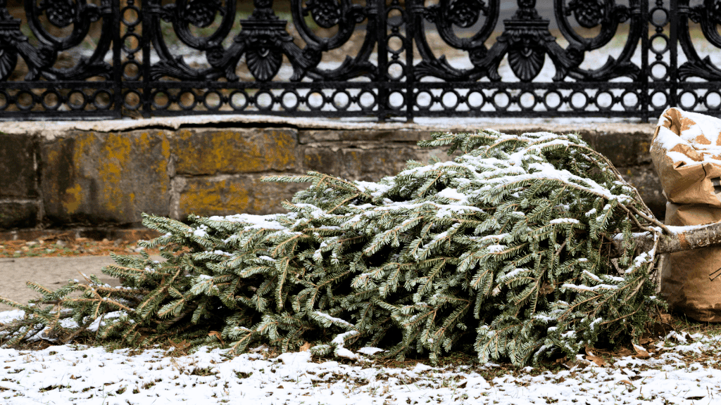 Giving Christmas trees a second life: 5 ways upcycled Christmas trees can help our planet