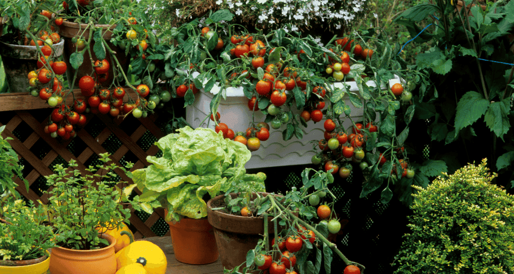 Eco-friendly tomato plants and lush greenery for sustainable summer gardening.