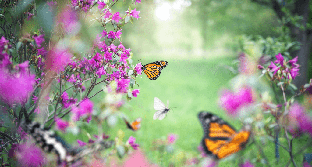 Butterflies and bees pollinating vibrant pink flowers in a sunny garden.