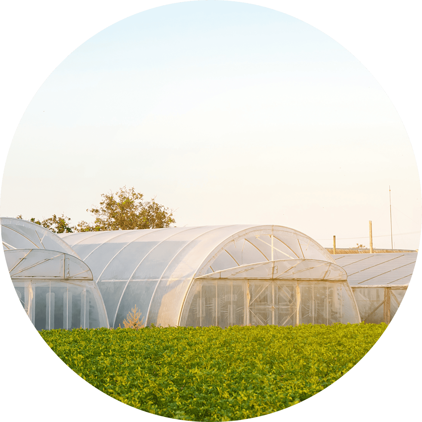 Modern greenhouse used for sustainable waste management in agriculture.