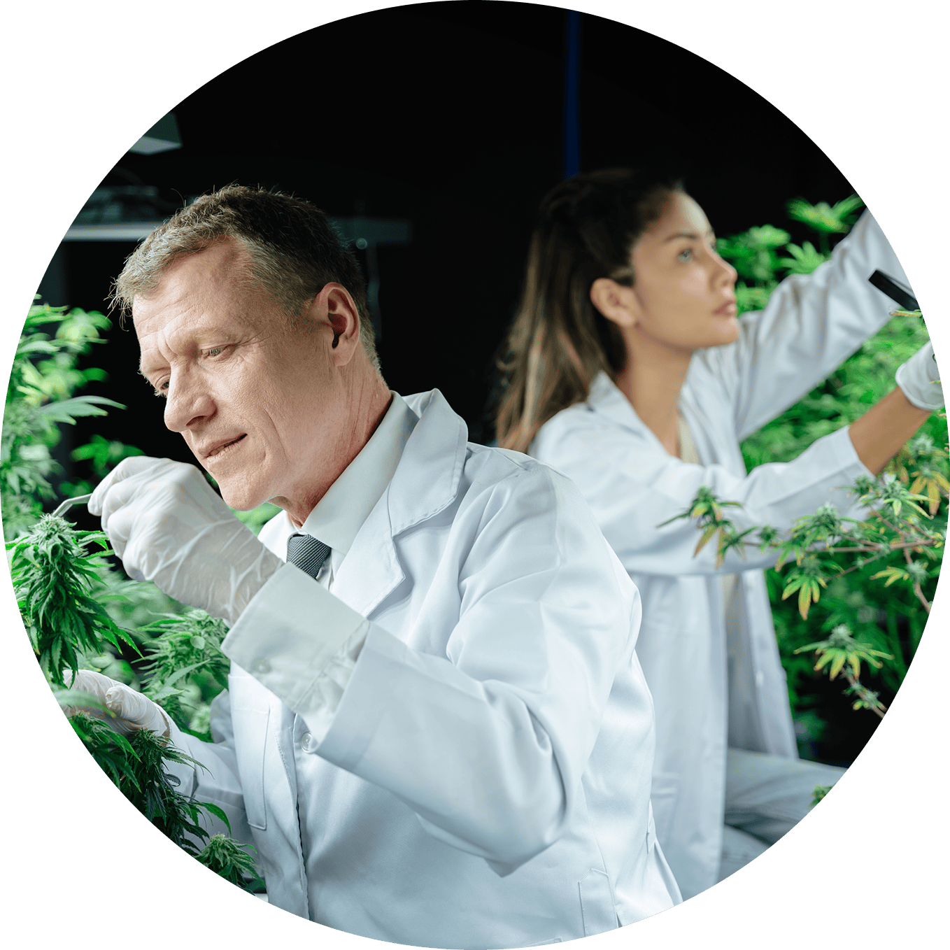 Professionals inspecting cannabis plants in a controlled grow room.